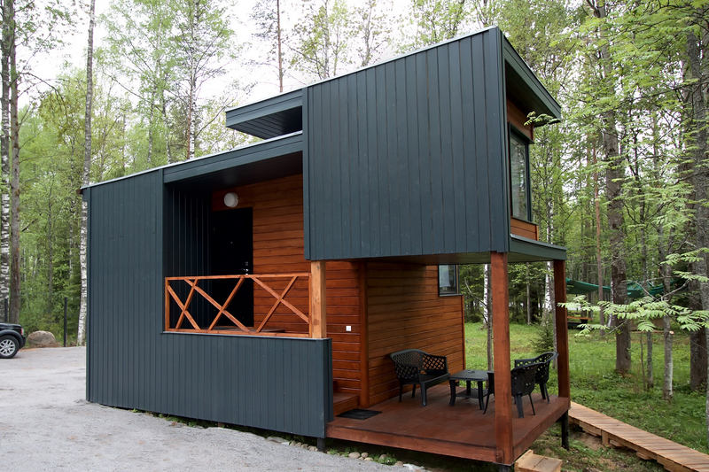 Черника, Ленинградская область: фото 4