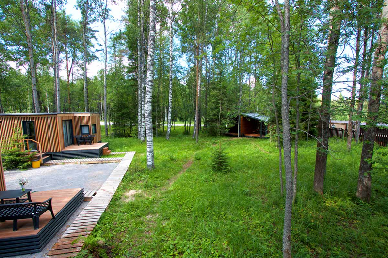 Черника, Ленинградская область: фото 2