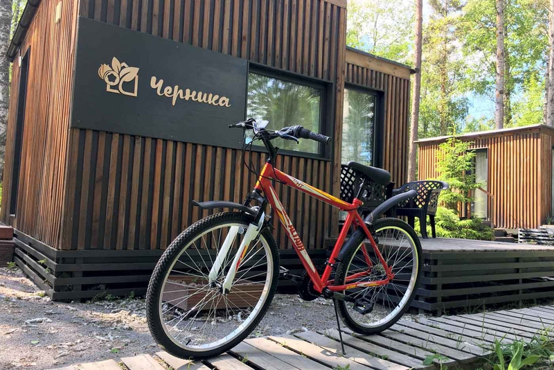 Черника, Ленинградская область: фото 3