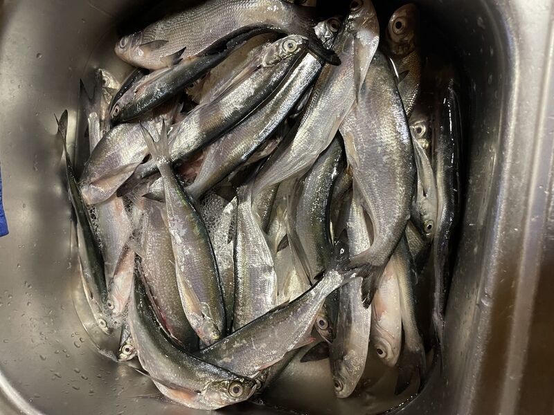 Фото 1 из отзыва о рыболовной базе Поплавок