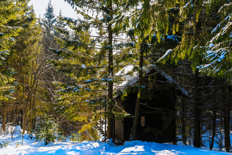 Опушка. Дом среди деревьев, Пермский край: фото 5