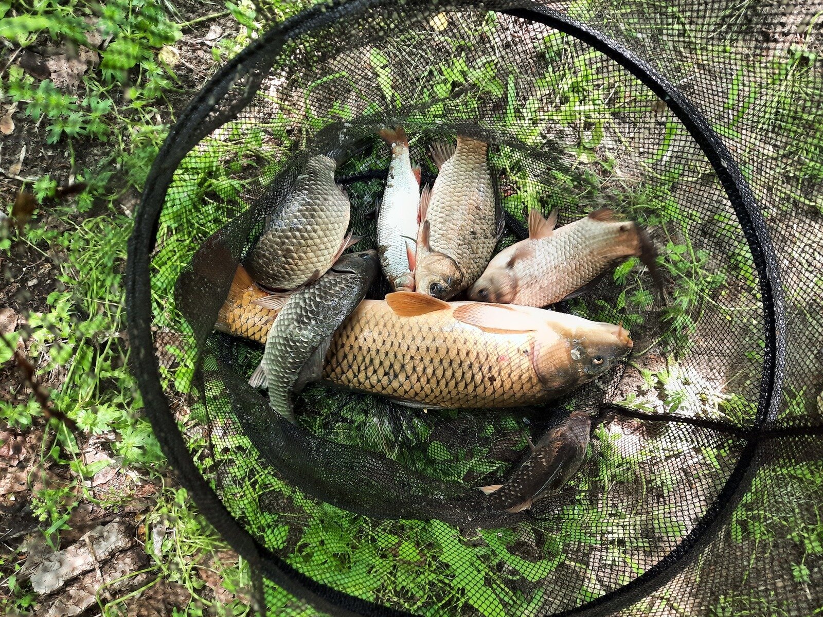 Фото 27 из отзыва о базе отдыха Дон