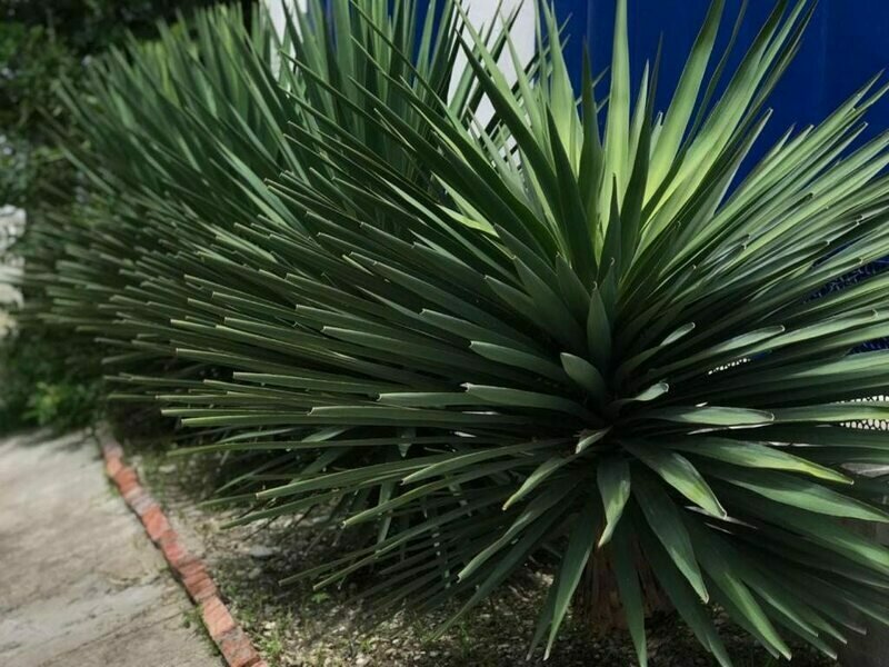 Синди, Краснодарский край: фото 4