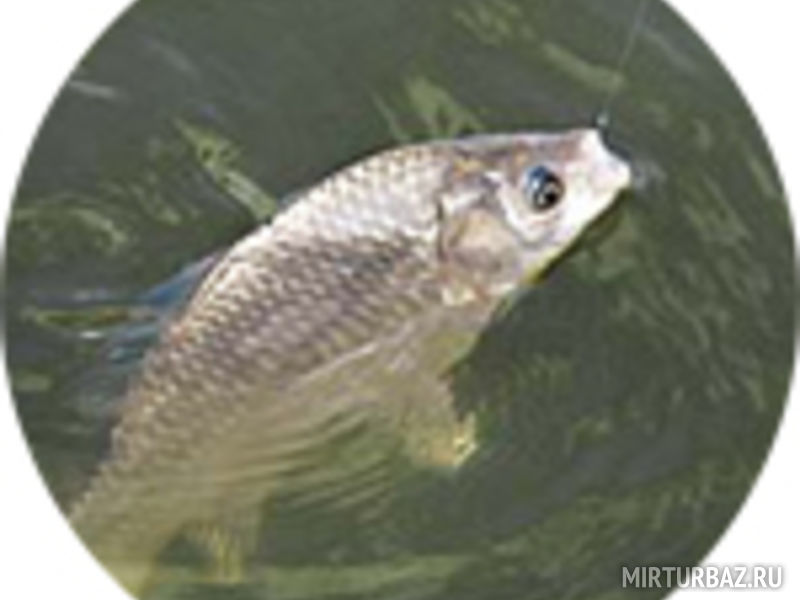 База отдыха «Экоферма на Рязановке»