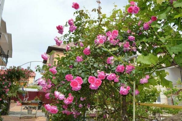 Территория | София, Краснодарский край