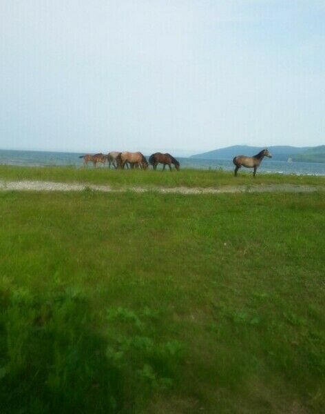 Летний городок «Лазурная Гавань» | Лазурная Гавань, Приморский край