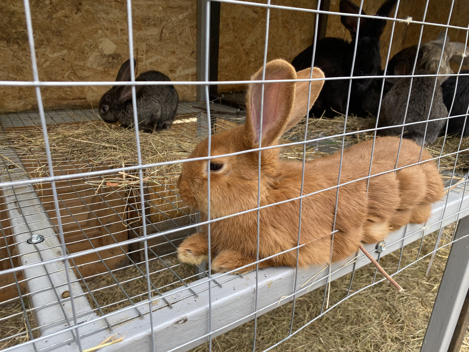 Фото 222 из отзыва о базе отдыха Донская Миля