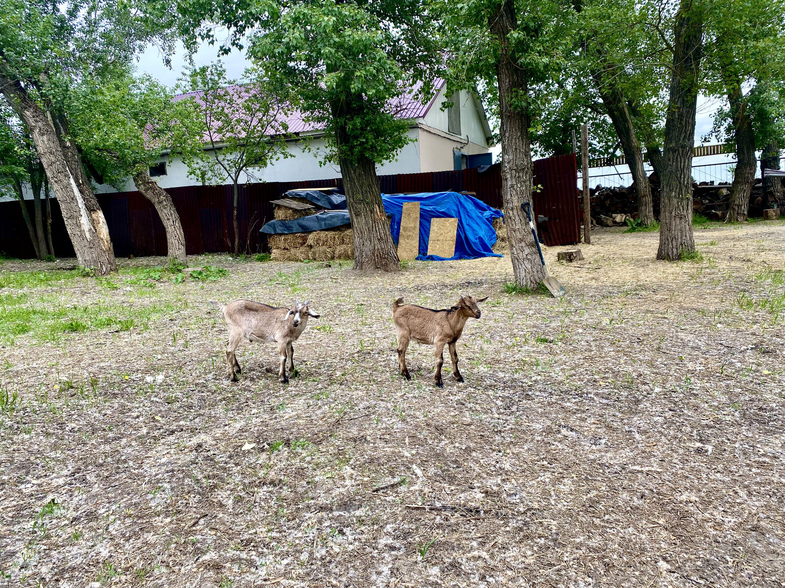 Фото 225 из отзыва о базе отдыха Донская Миля