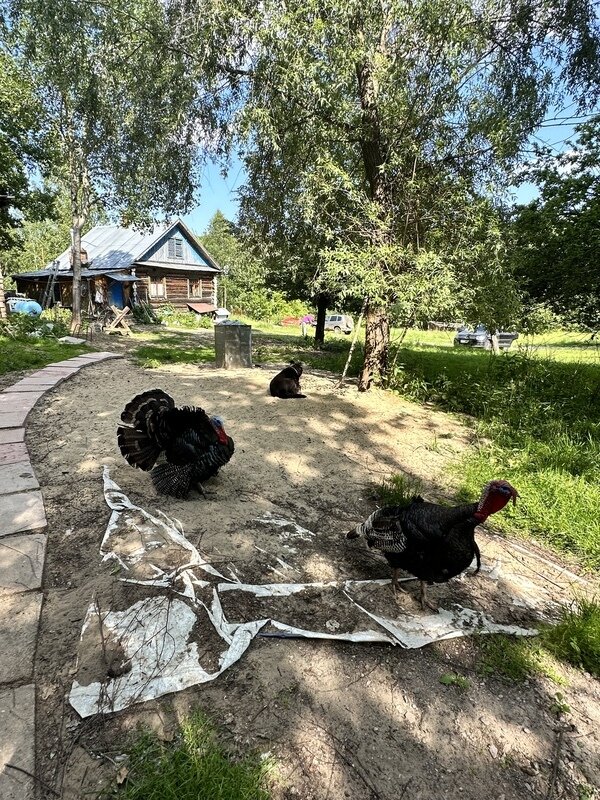 Фото 4 из отзыва об эко-отеле Пространство