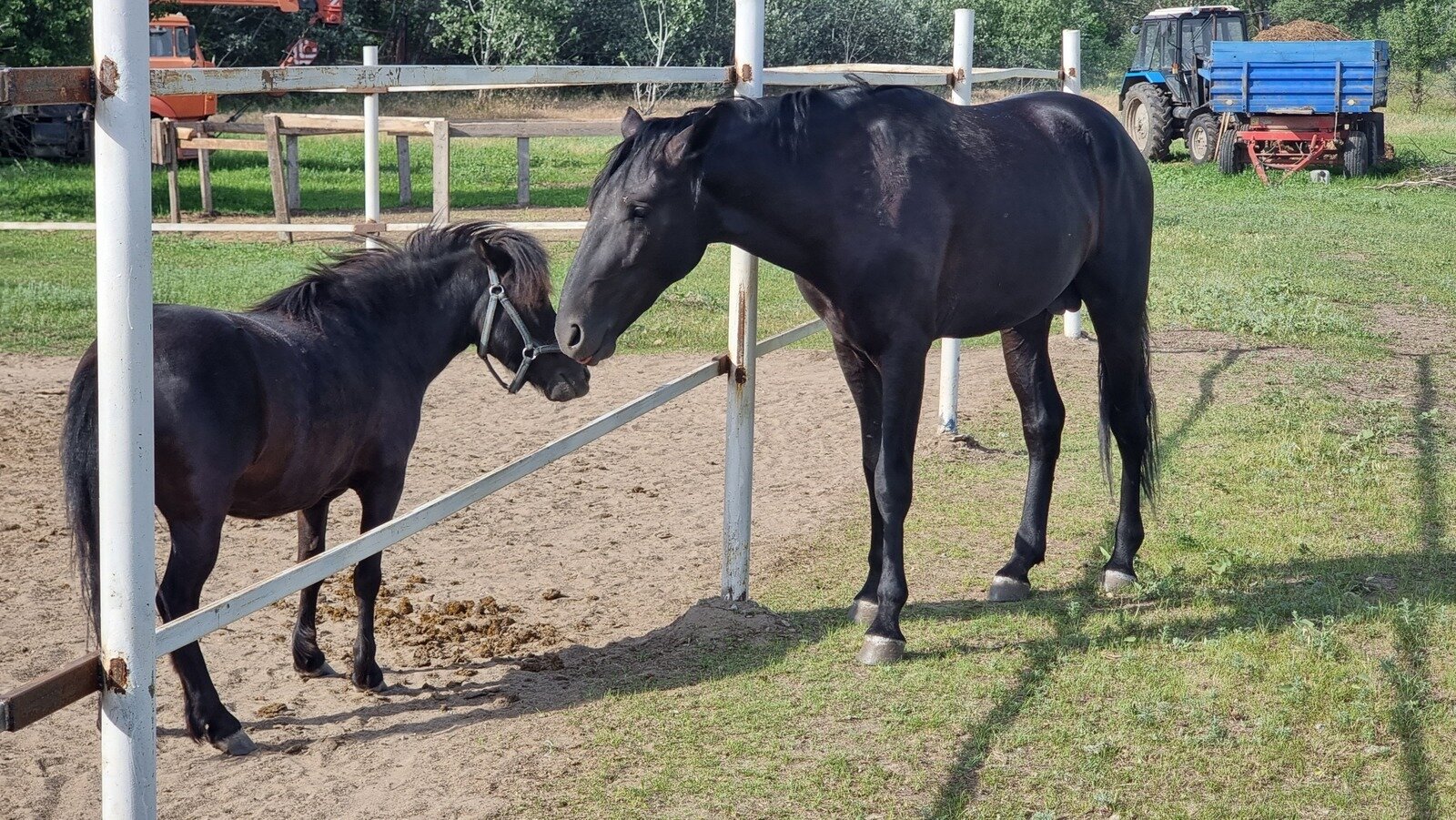 Фото 219 из отзыва о базе отдыха Донская Миля