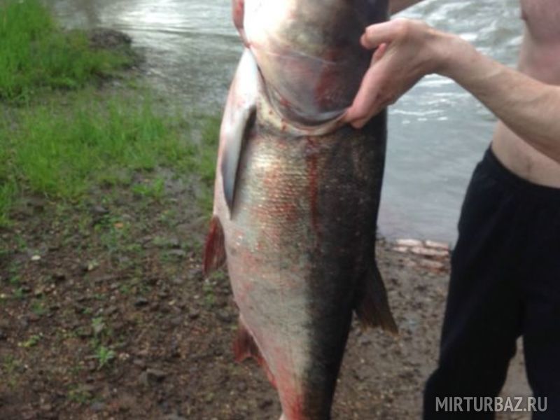 База отдыха «Артол» | Артол, Приморский край