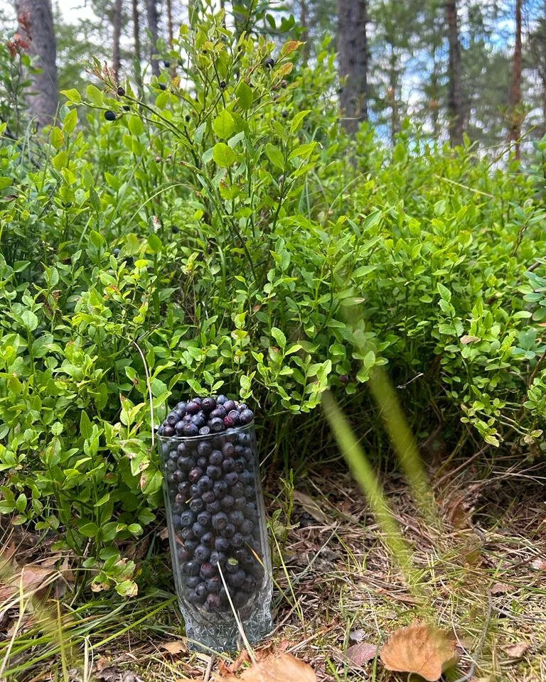 Фото 15 из отзыва о частном доме Ильинка в Карелии