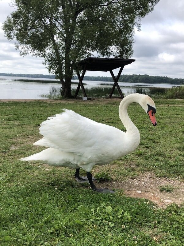 Фото 4 из отзыва о доме в аренду Озеро Врево