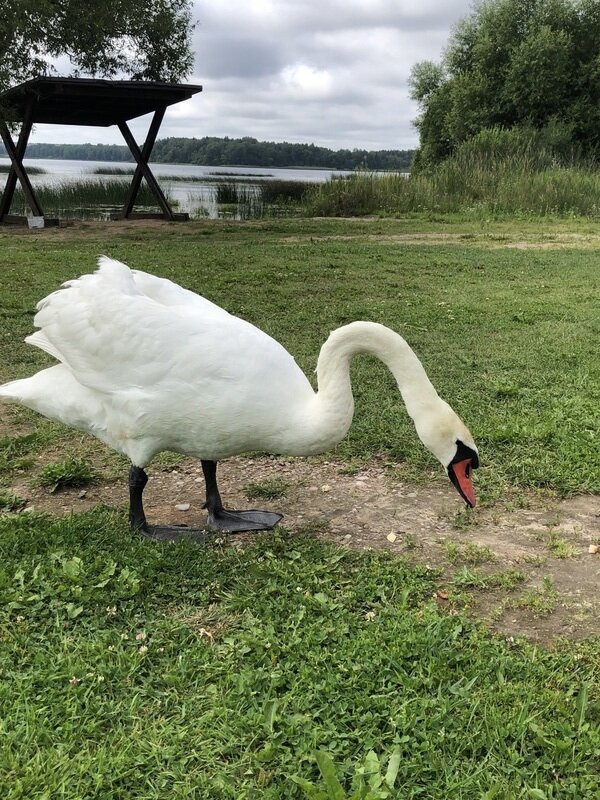 Фото 7 из отзыва о доме в аренду Озеро Врево