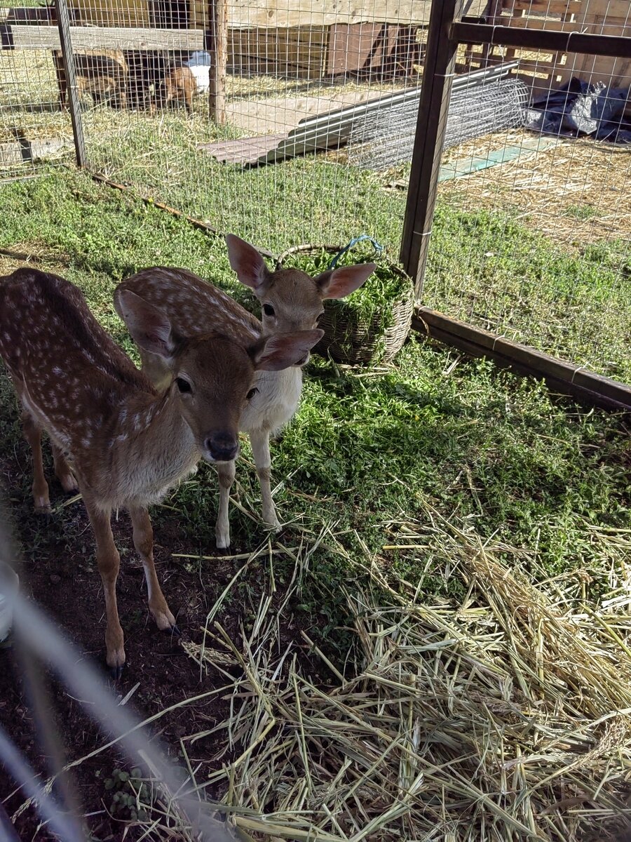 Фото 207 из отзыва о базе отдыха Донская Миля