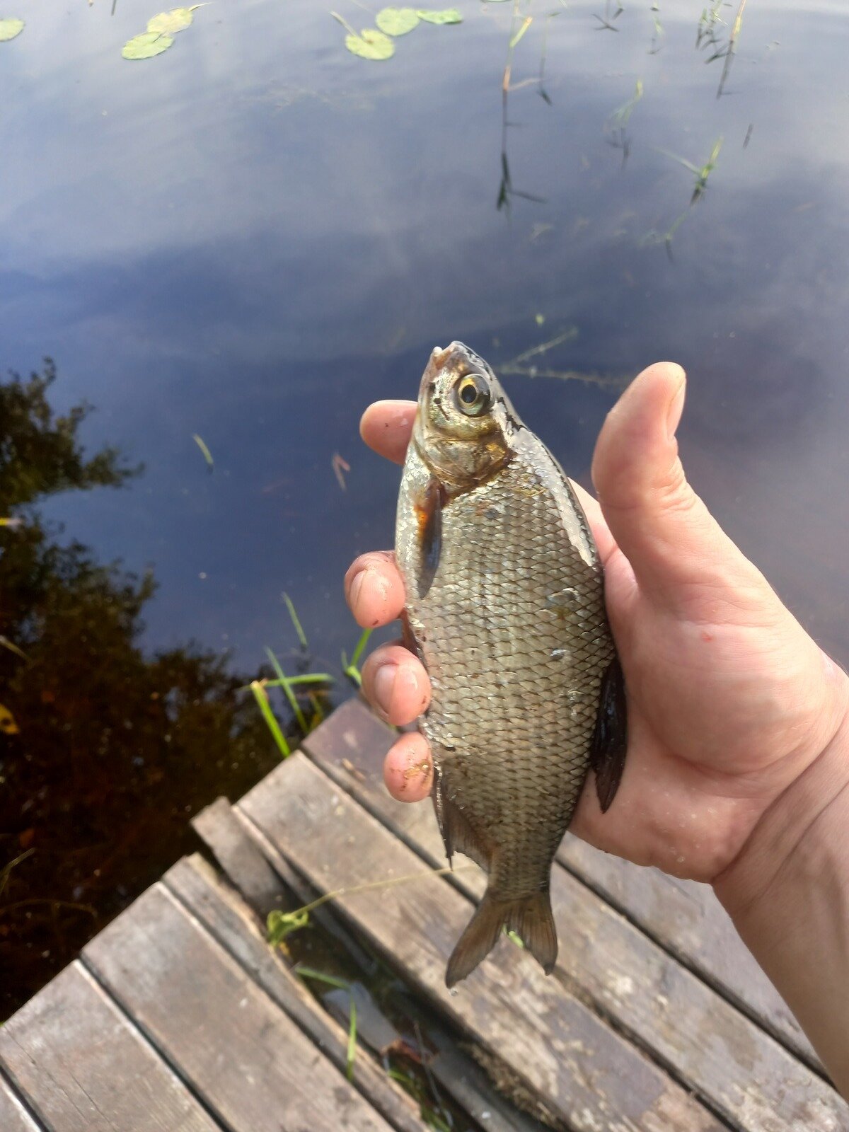 Фото 43 из отзыва о базе отдыха Лесное озеро