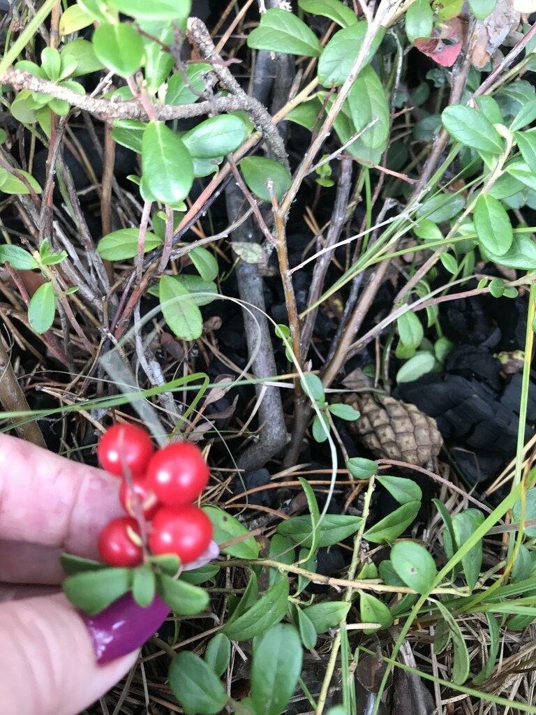 Фото из отзыва от 01.09.2023