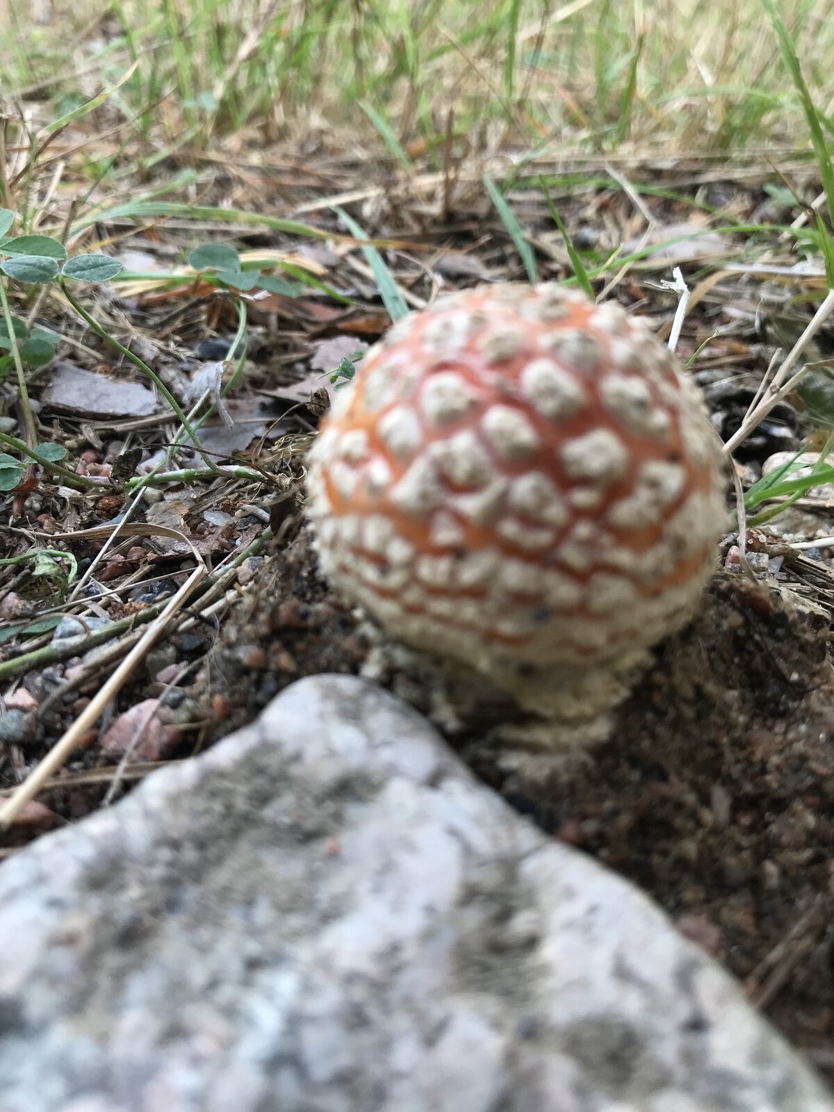 Фото 7 из отзыва о частном доме Ильинка в Карелии