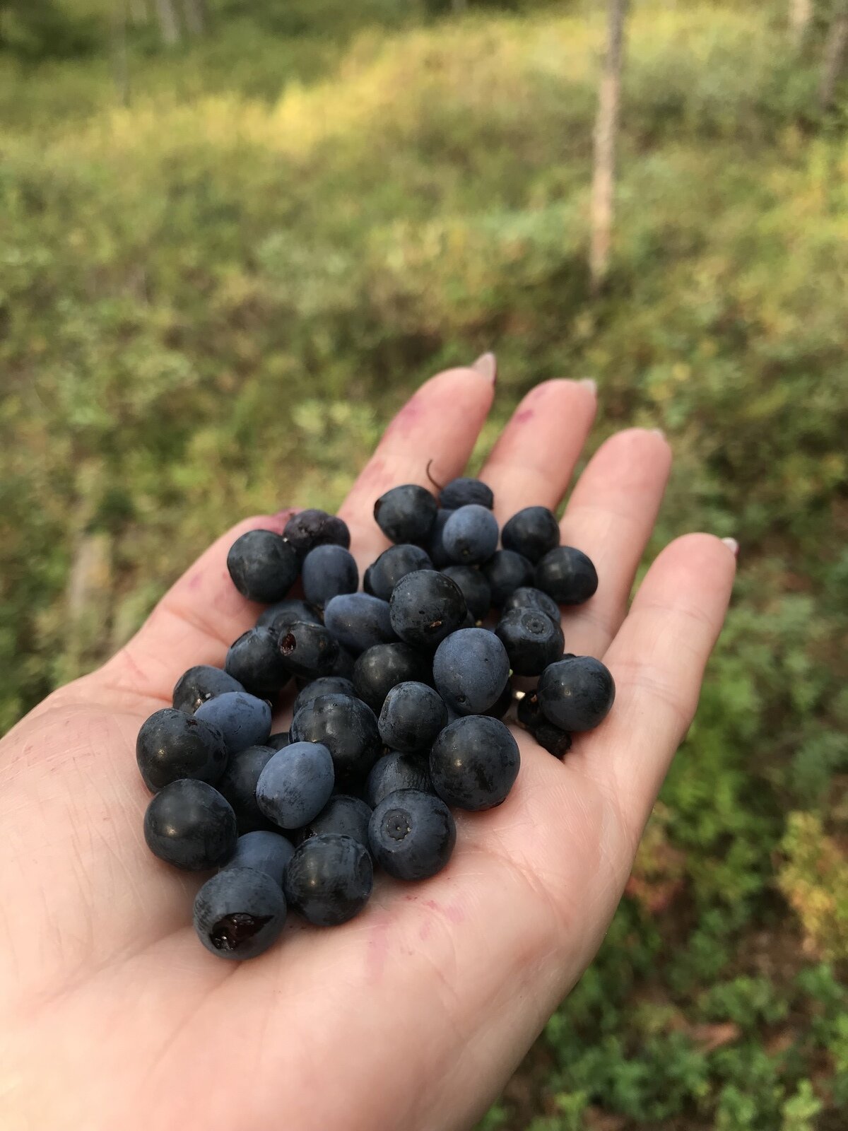 Фото 9 из отзыва о частном доме Ильинка в Карелии