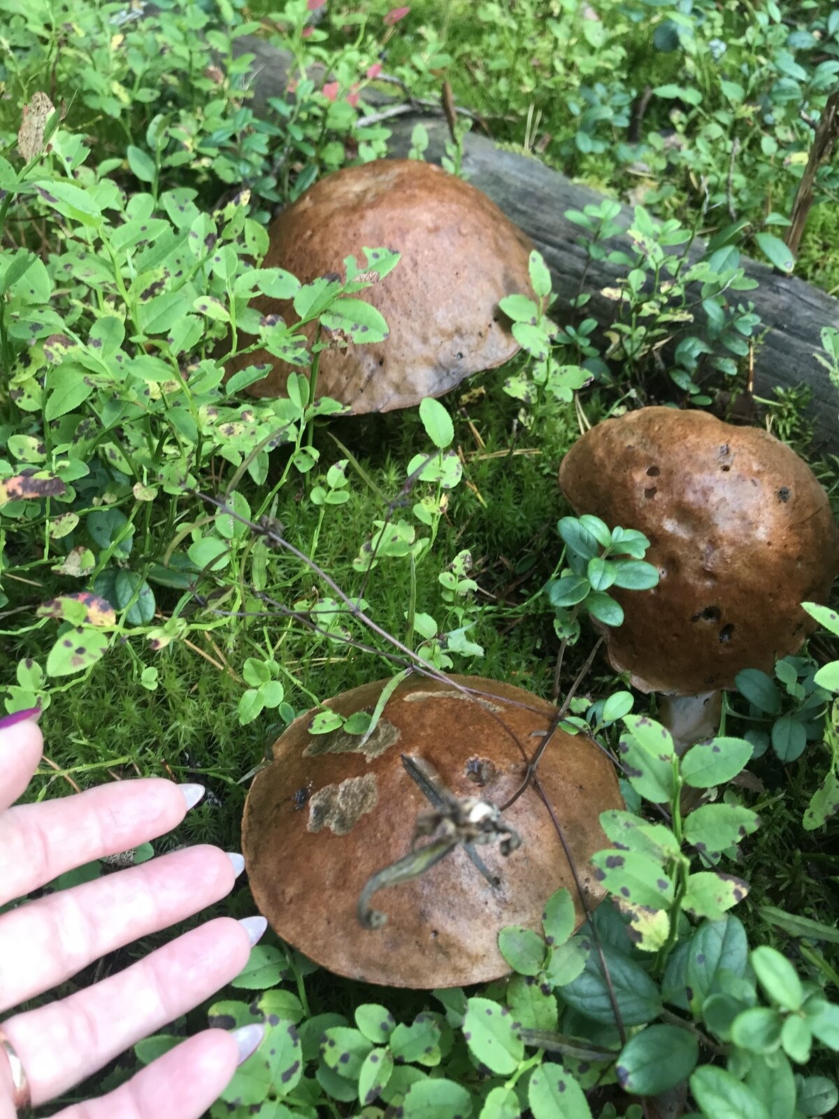 Фото 2 из отзыва о частном доме Ильинка в Карелии