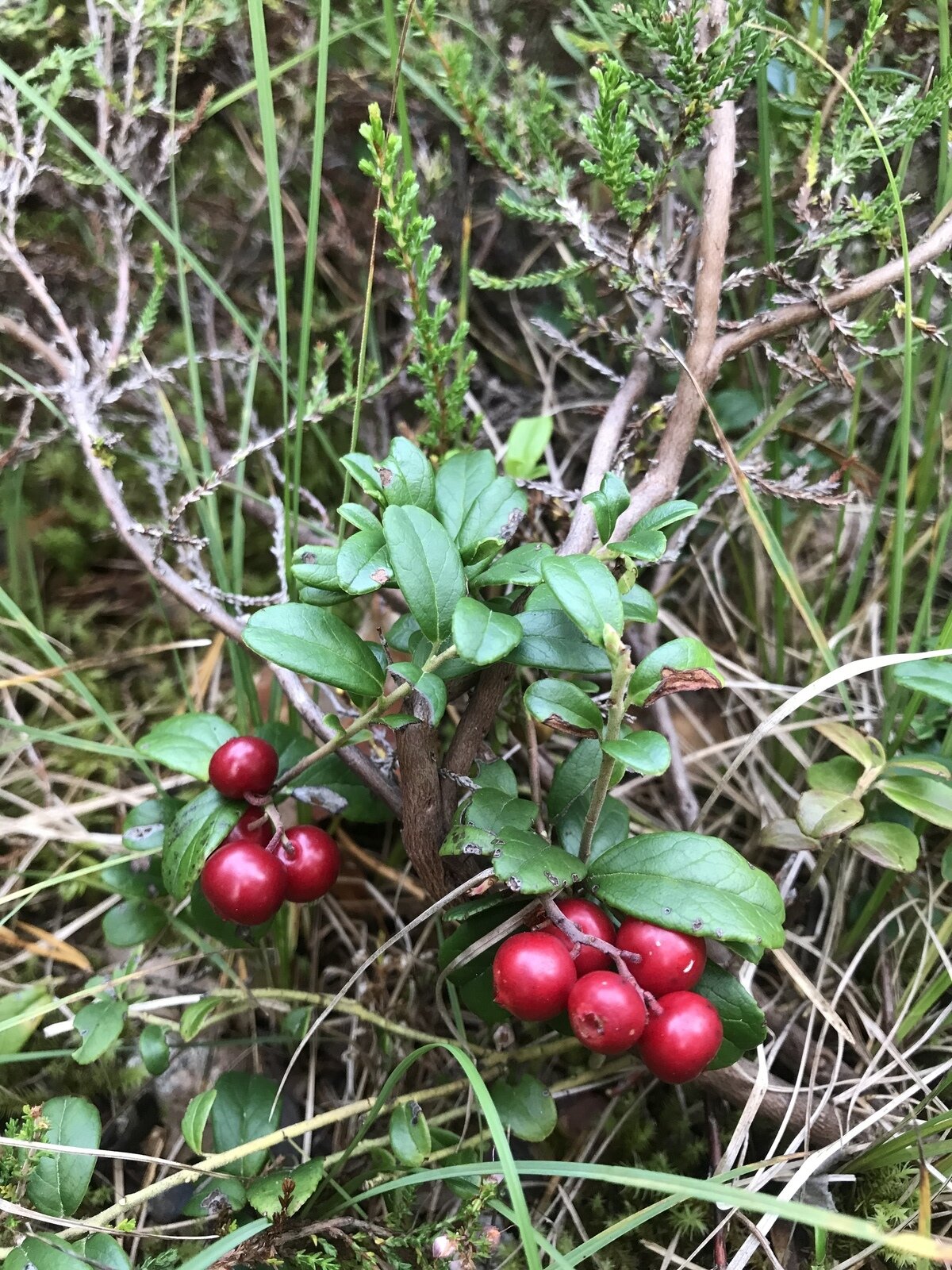 Фото 11 из отзыва о частном доме Ильинка в Карелии