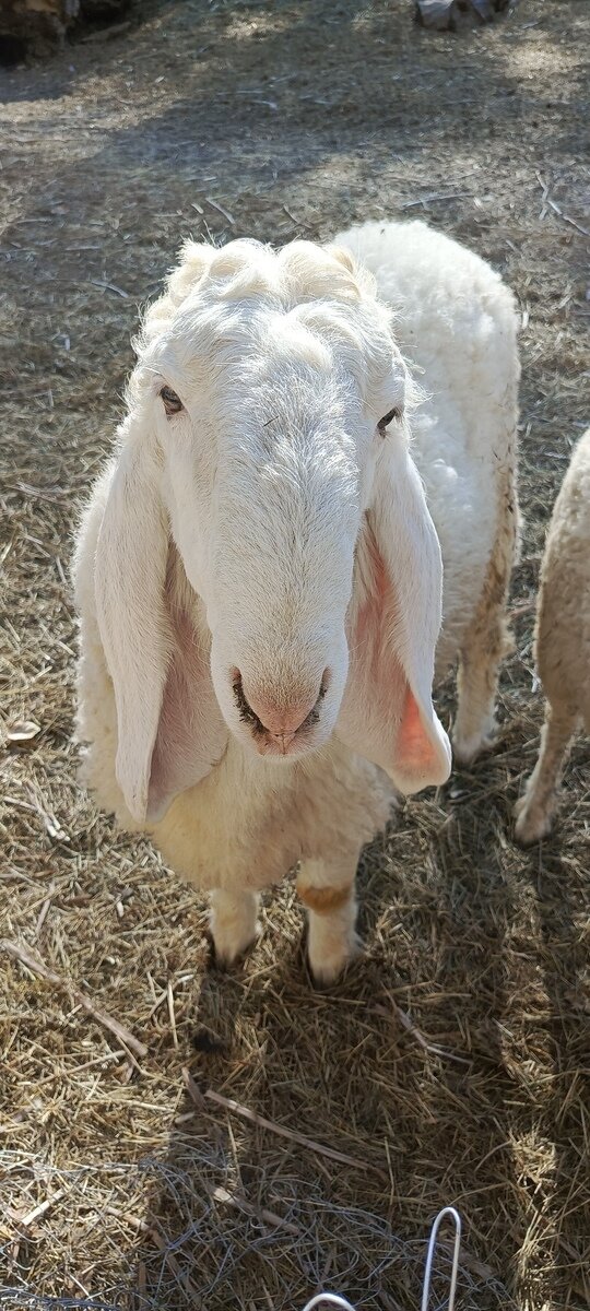 Фото 199 из отзыва о базе отдыха Донская Миля