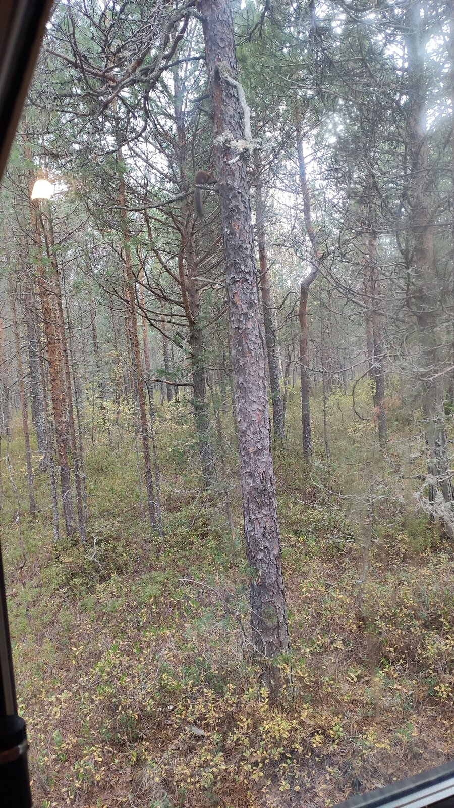 Фото 1 из отзыва о частном доме Ильинка в Карелии