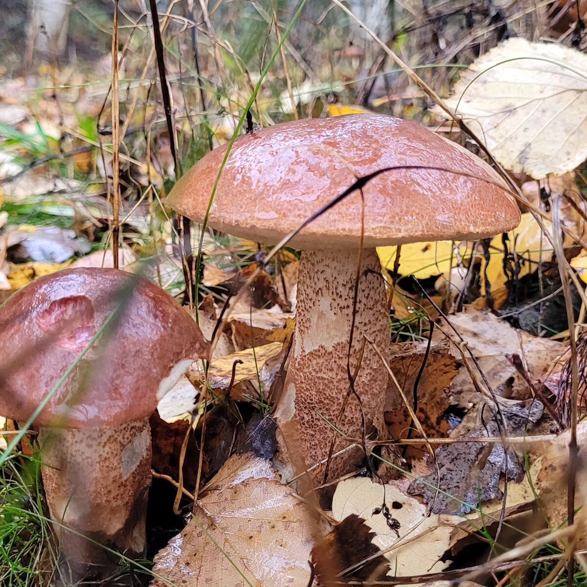 Фото 40 из отзыва о базе отдыха Лесное озеро