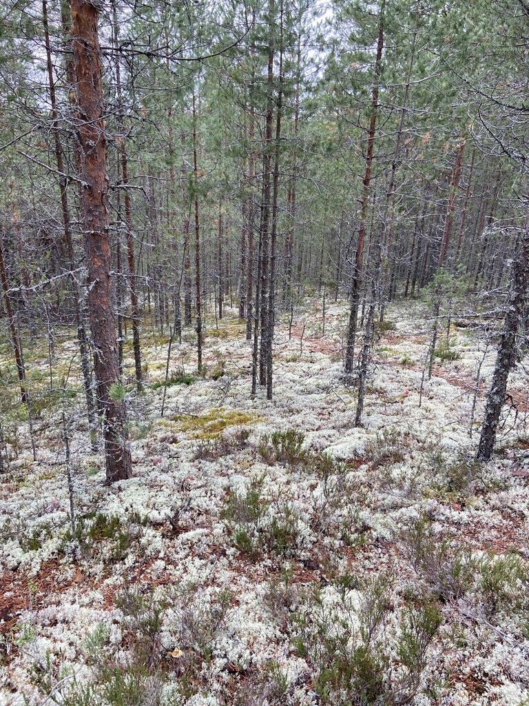 Фото из отзыва от 06.10.2023