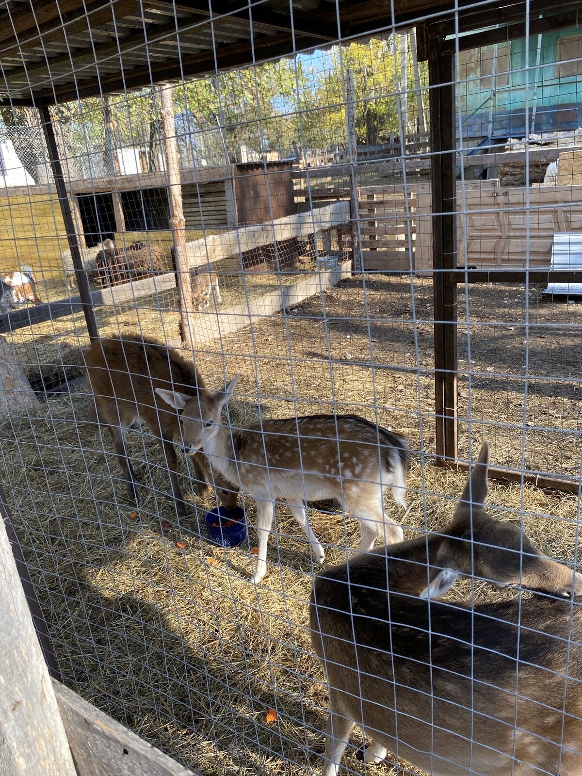 Фото 193 из отзыва о базе отдыха Донская Миля