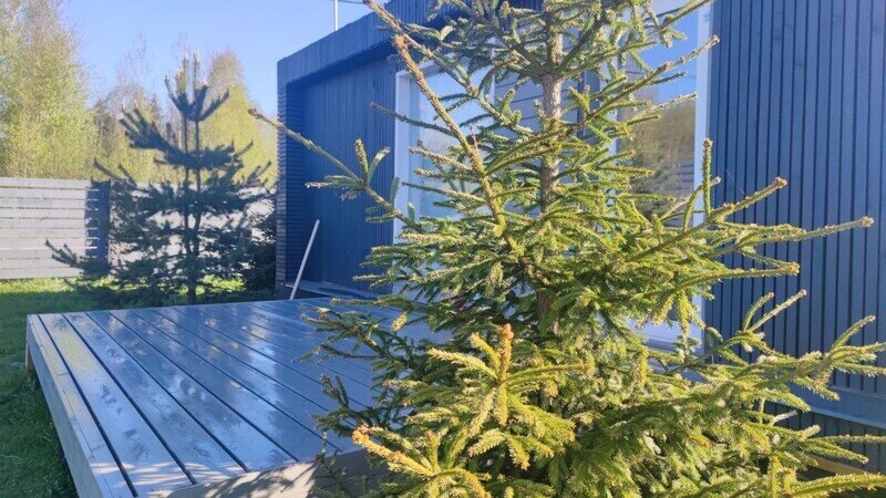 Semvoda, Ленинградская область: фото 5