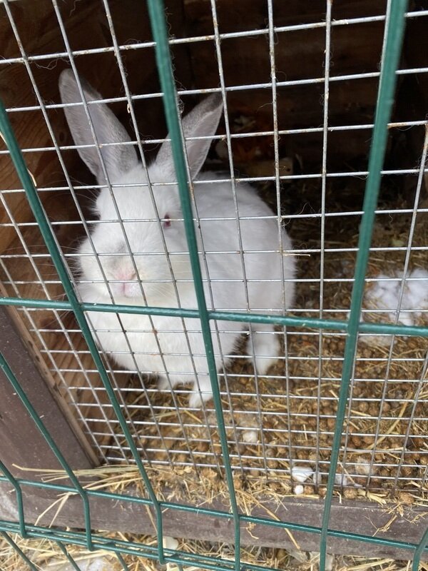 Фото 1 из отзыва о базе отдыха Лесное поместье