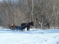 Конная прогулка в санях