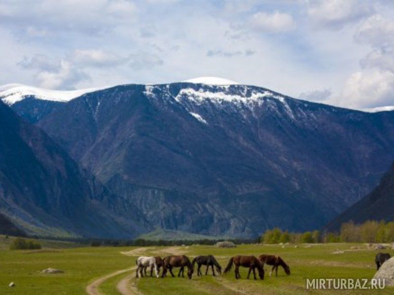  Сартакпай, Горный Алтай (Республика Алтай): фото 5