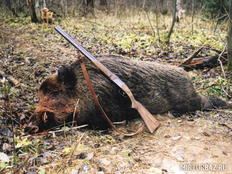 Охота на кабана