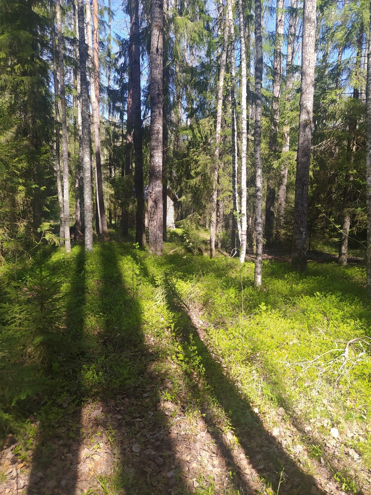 Фото 7 из отзыва о лесном отеле Янисъярви