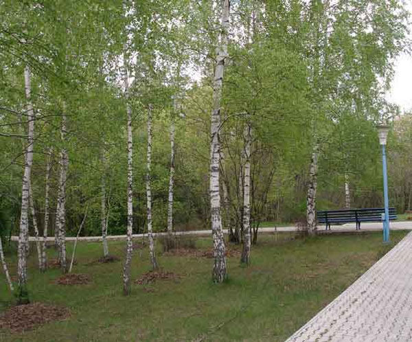 территория | Маяк, Воронежская область