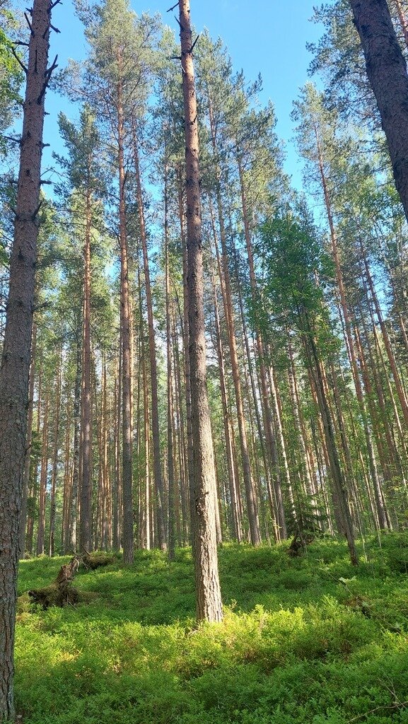 Фото из отзыва от 15.06.2024