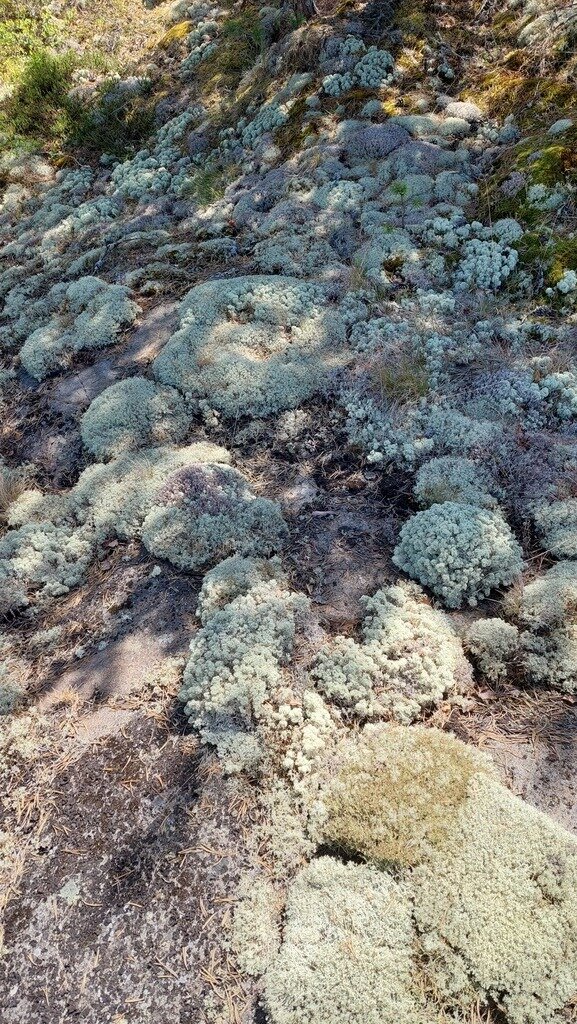 Фото из отзыва от 15.06.2024