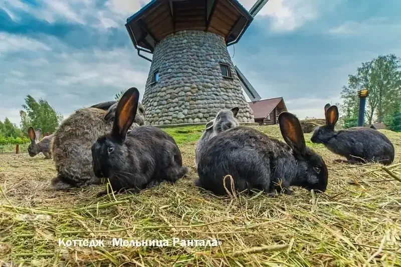 Мельница Рантала, Ленинградская область: фото 4