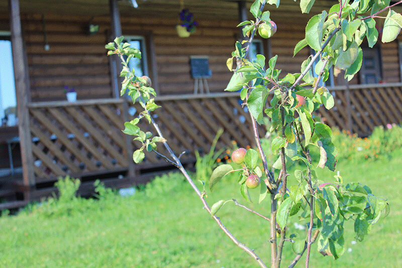 Волчица, Тверская область: фото 3