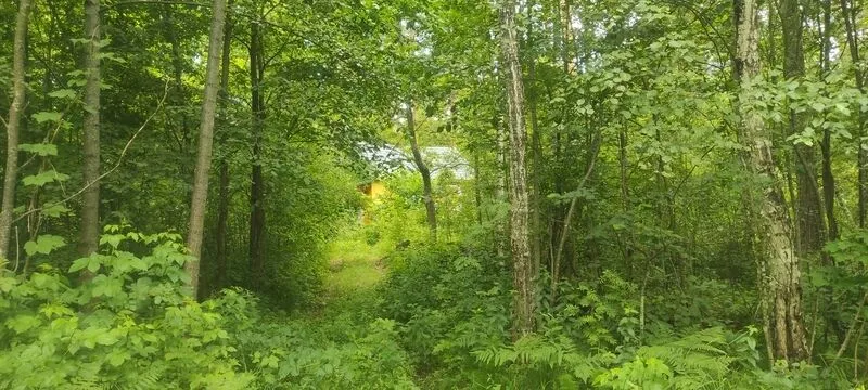 Фото 3 из отзыва о базе отдыха Лесная Дача