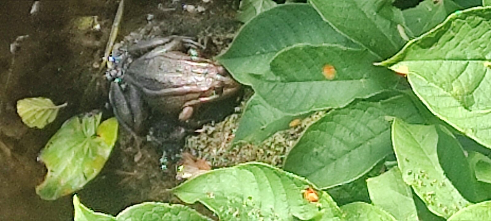 Фото 3 из отзыва о базе отдыха Лесная Дача