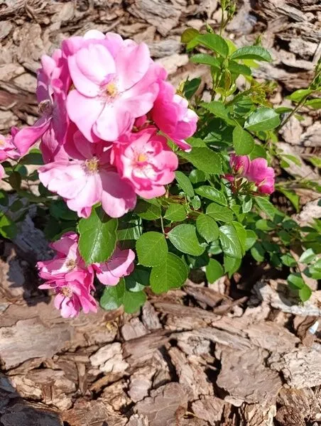 Фото 5 из отзыва о базе отдыха Парк отдыха Белогорье