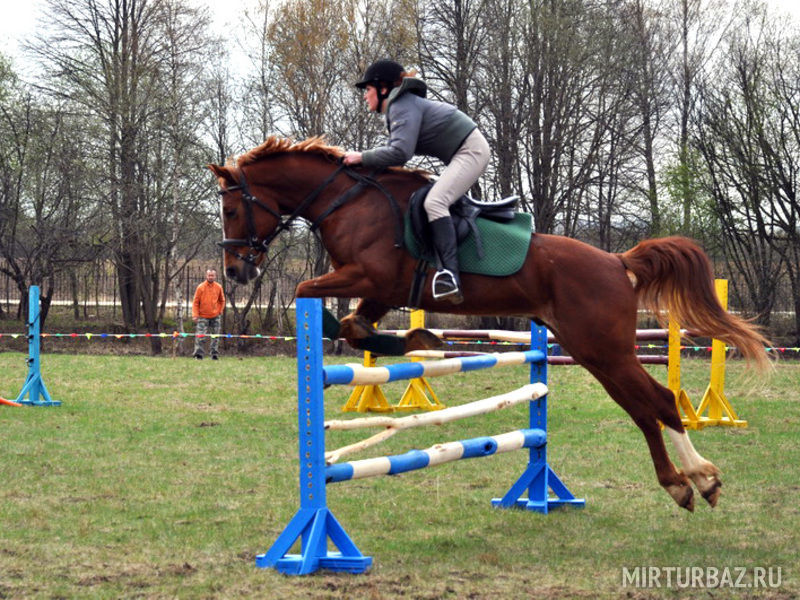 прокат лошади