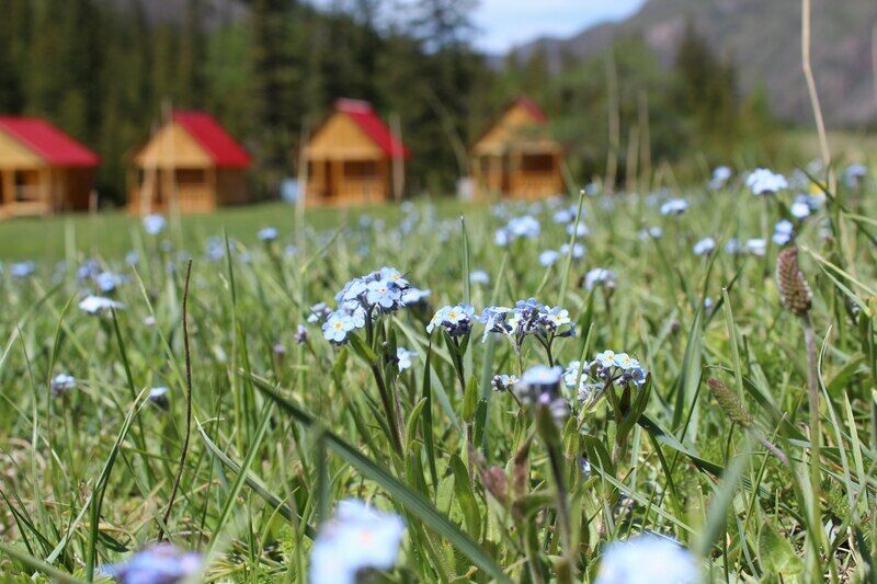 Красный лис, Горный Алтай (Республика Алтай): фото 3