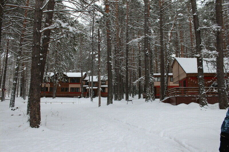 Брусника, Красноярский край: фото 4