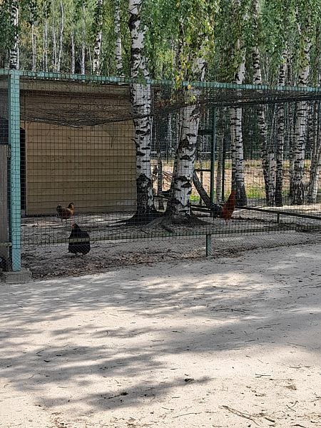 Фото 13 из отзыва о парк-отеле Фестиваль