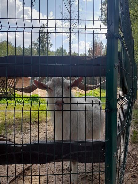 Фото 2 из отзыва о парк-отеле Фестиваль