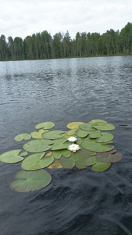 Фото из отзыва от 29.07.2024